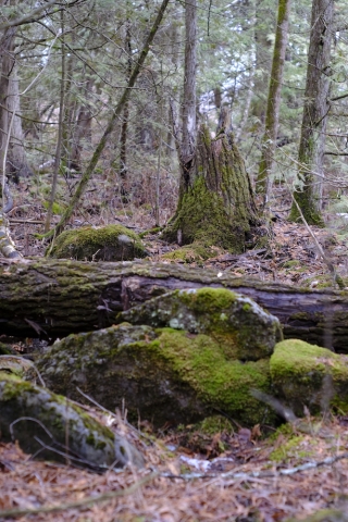 Fuji XT2 Pentax Asahi 55mm F1.8 - Moss on stump and rocks in the woods