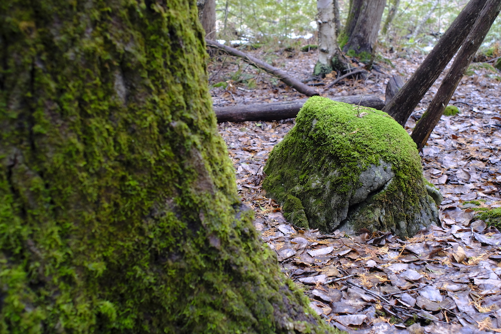 Canon FD 24mm F2.8 - Moss, Tree and Rock