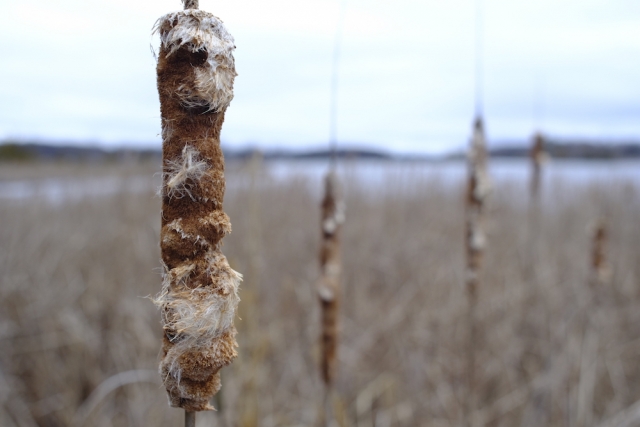 Canon FD 24mm F2.8 - Early Spring Cattail